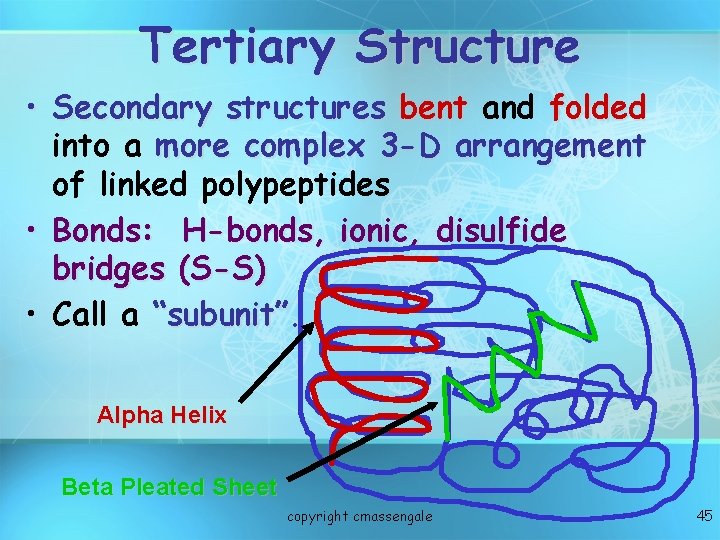 Tertiary Structure • Secondary structures bent and folded into a more complex 3 -D Tertiary Structure • Secondary structures bent and folded into a more complex 3 -D