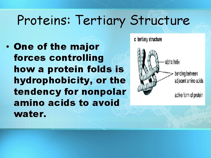 Proteins: Tertiary Structure • One of the major forces controlling how a protein folds Proteins: Tertiary Structure • One of the major forces controlling how a protein folds