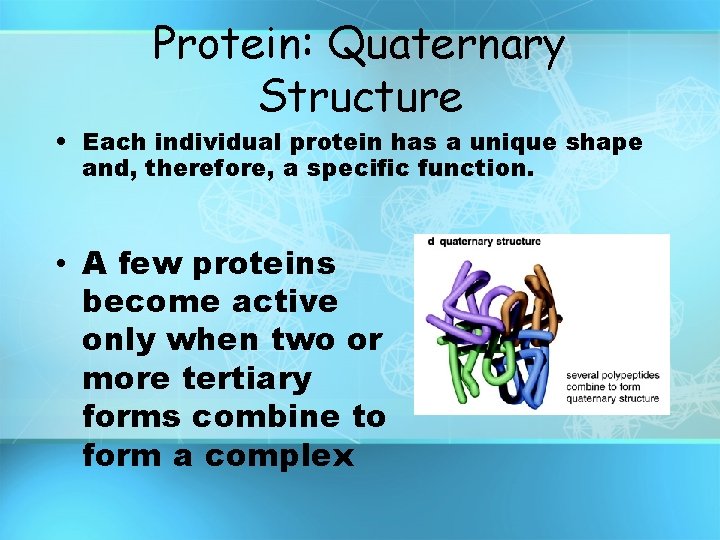 Protein: Quaternary Structure • Each individual protein has a unique shape and, therefore, a Protein: Quaternary Structure • Each individual protein has a unique shape and, therefore, a