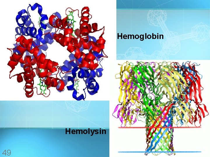 Hemoglobin Hemolysin 49 Hemoglobin Hemolysin 49