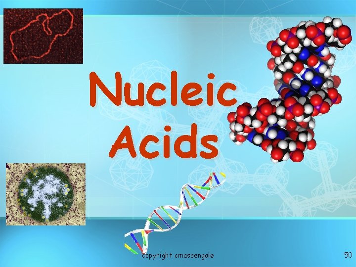 Nucleic Acids copyright cmassengale 50 Nucleic Acids copyright cmassengale 50