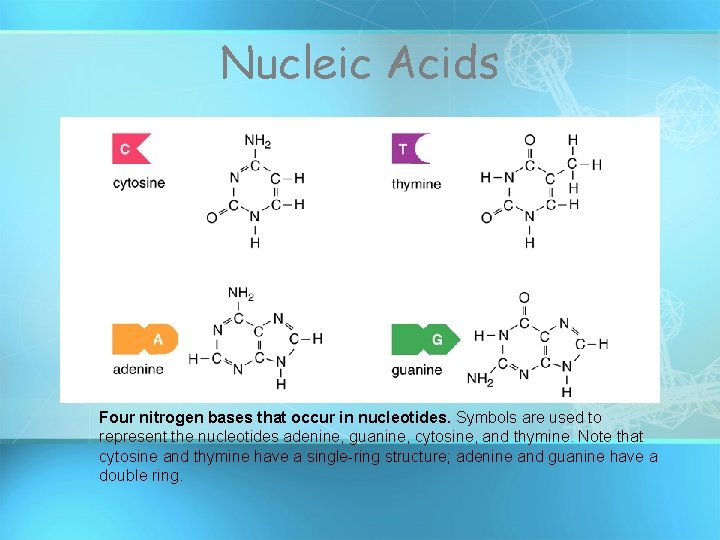 Nucleic Acids Four nitrogen bases that occur in nucleotides. Symbols are used to represent Nucleic Acids Four nitrogen bases that occur in nucleotides. Symbols are used to represent