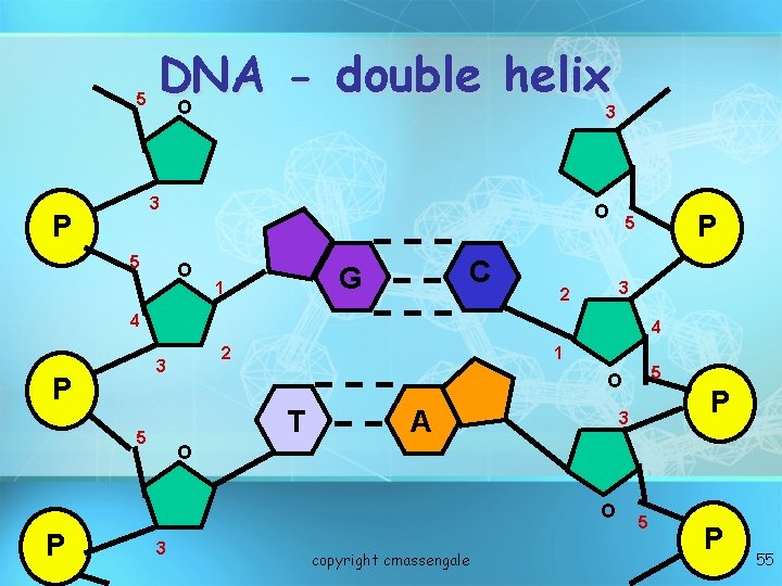 5 DNA double helix O 3 3 P 5 O O C G 1 5 DNA double helix O 3 3 P 5 O O C G 1