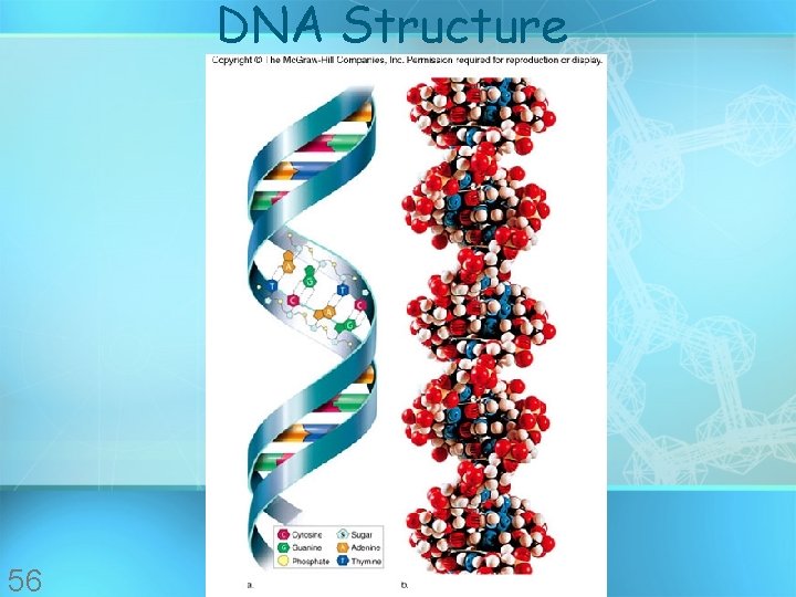 DNA Structure 56 DNA Structure 56