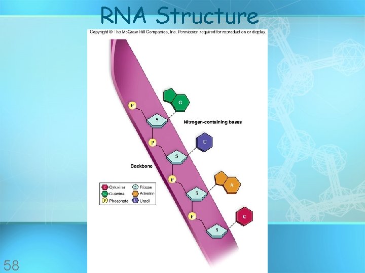 RNA Structure 58 RNA Structure 58