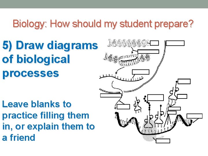 Biology: How should my student prepare? 5) Draw diagrams of biological processes Leave blanks