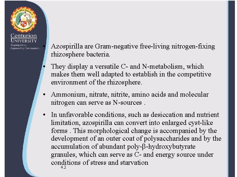  • Azospirilla are Gram-negative free-living nitrogen-fixing rhizosphere bacteria. • They display a versatile