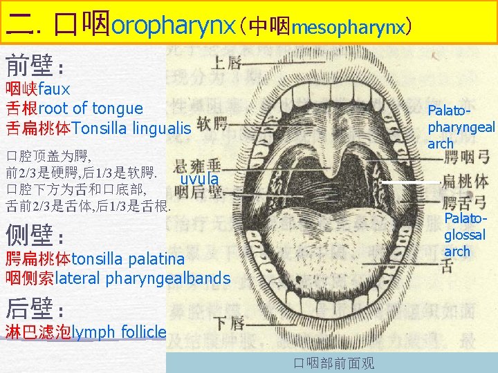二. 口咽oropharynx(中咽mesopharynx) 前壁： 咽峡faux 舌根root of tongue 舌扁桃体Tonsilla lingualis 口腔顶盖为腭, 前2/3是硬腭, 后1/3是软腭. 口腔下方为舌和口底部, 舌前2/3是舌体,