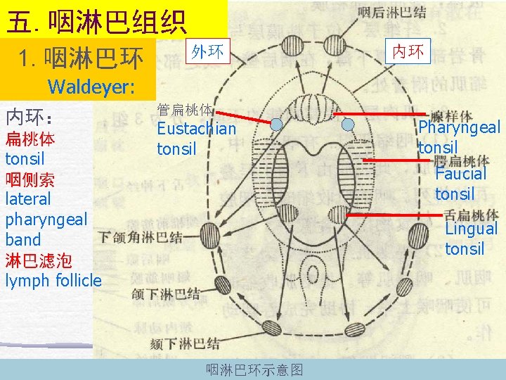 五. 咽淋巴组织 1. 咽淋巴环 外环 内环 Waldeyer: 内环： 扁桃体 tonsil 咽侧索 lateral pharyngeal band
