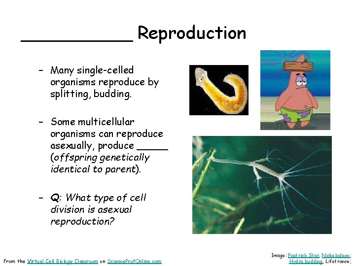 _____ Reproduction – Many single-celled organisms reproduce by splitting, budding. – Some multicellular organisms