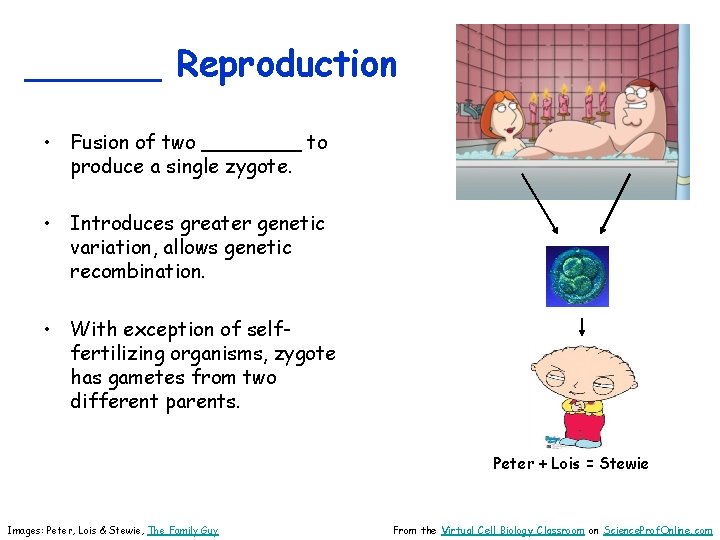 ______ Reproduction • Fusion of two ____ to produce a single zygote. • Introduces