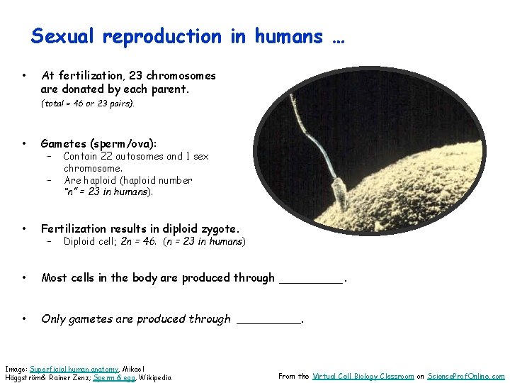 Sexual reproduction in humans … • At fertilization, 23 chromosomes are donated by each