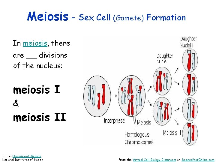 Meiosis - Sex Cell (Gamete) Formation In meiosis, there are __ divisions of the