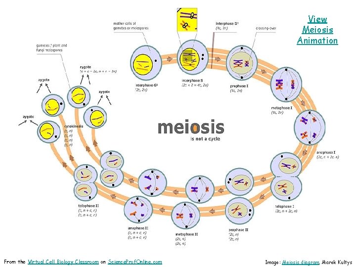 View Meiosis Animation From the Virtual Cell Biology Classroom on Science. Prof. Online. com