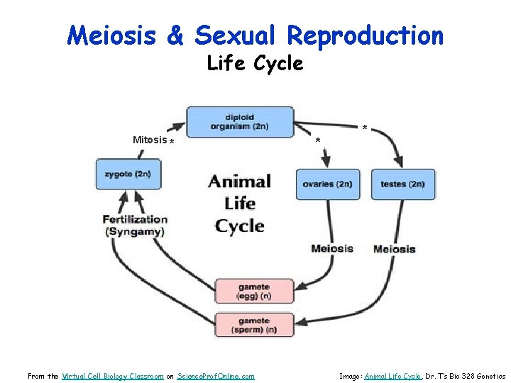 Meiosis & Sexual Reproduction Life Cycle Mitosis * From the Virtual Cell Biology Classroom