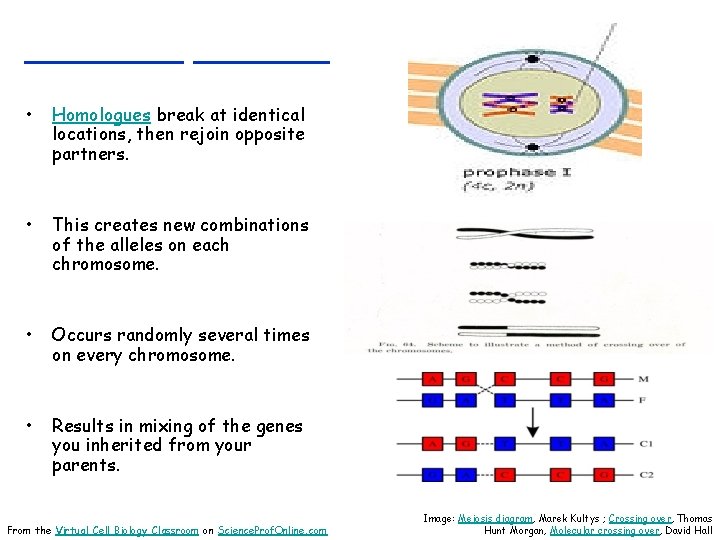 _______ • Homologues break at identical locations, then rejoin opposite partners. • This creates