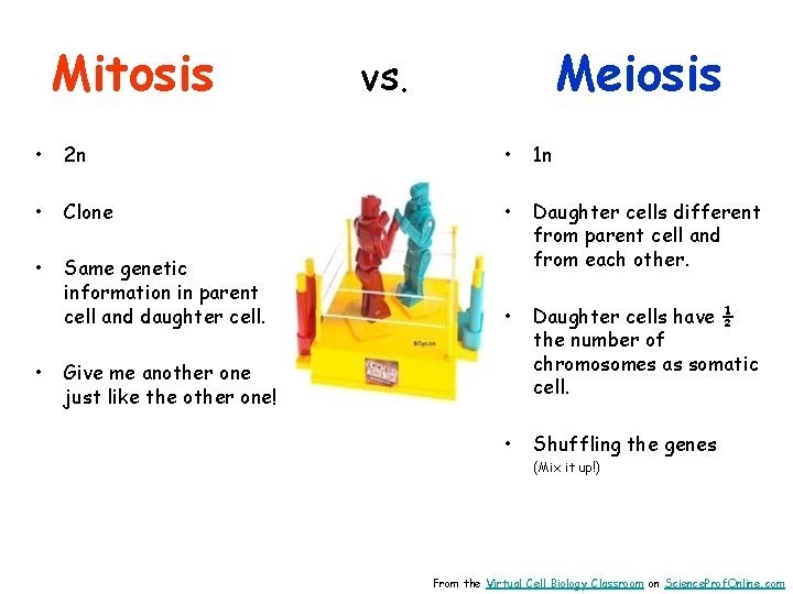 Mitosis Meiosis vs. • 2 n • 1 n • Clone • • Same