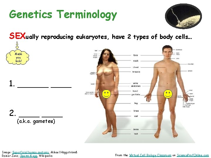 Genetics Terminology SEXually reproducing eukaryotes, have 2 types of body cells… Made you look!