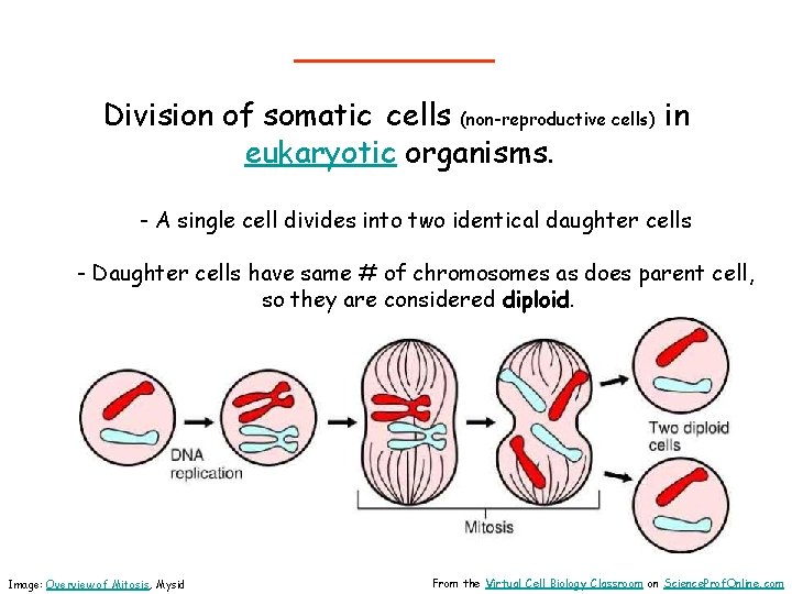 _____ Division of somatic cells (non-reproductive cells) in eukaryotic organisms. - A single cell