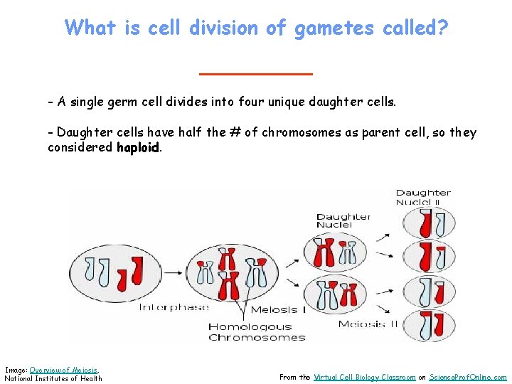 What is cell division of gametes called? _____ - A single germ cell divides