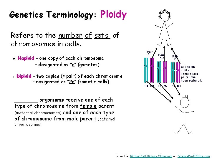 Genetics Terminology: Ploidy Refers to the number of sets of chromosomes in cells. ●