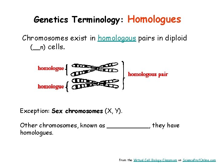 Genetics Terminology: Homologues Chromosomes exist in homologous pairs in diploid (__n) cells. Exception: Sex