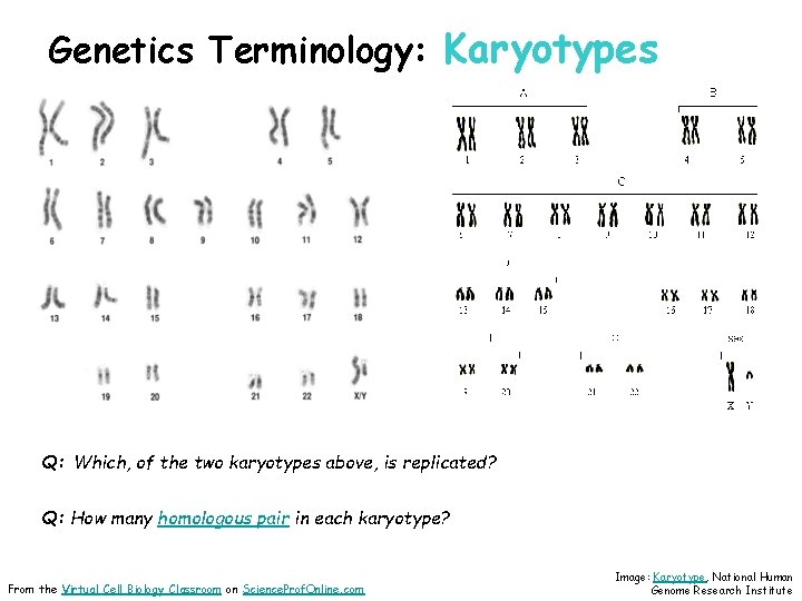 Genetics Terminology: Karyotypes Q: Which, of the two karyotypes above, is replicated? Q: How
