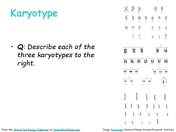 Karyotype • Q: Describe each of the three karyotypes to the right. From the