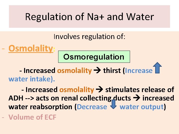 Regulation of Na+ and Water Involves regulation of: - Osmolality: Osmoregulation - Increased osmolality