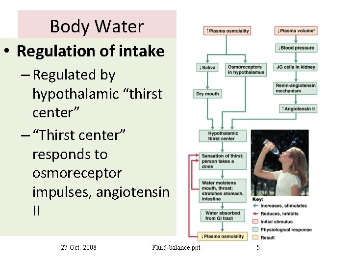 Body Water • Regulation of intake – Regulated by hypothalamic “thirst center” – “Thirst