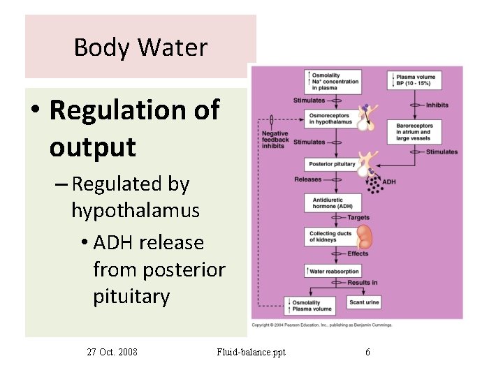 Body Water • Regulation of output – Regulated by hypothalamus • ADH release from