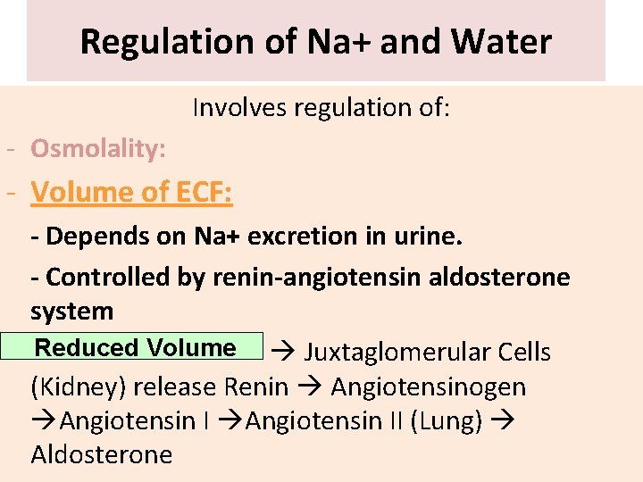 Regulation of Na+ and Water Involves regulation of: - Osmolality: - Volume of ECF: