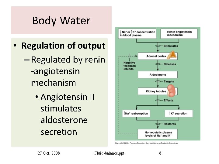 Body Water • Regulation of output – Regulated by renin -angiotensin mechanism • Angiotensin