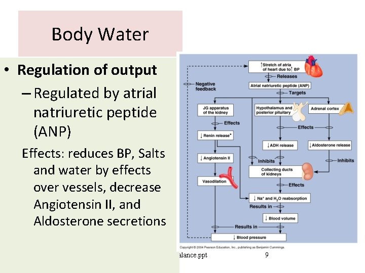 Body Water • Regulation of output – Regulated by atrial natriuretic peptide (ANP) Effects: