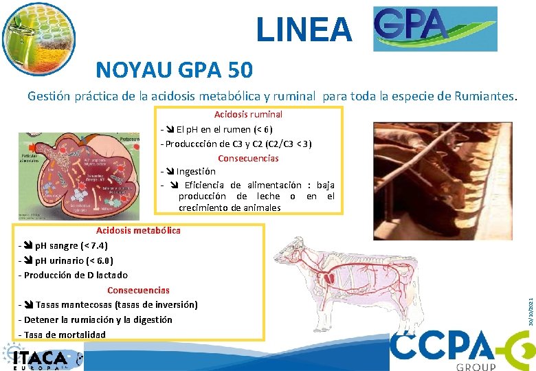 LINEA NOYAU GPA 50 Gestión práctica de la acidosis metabólica y ruminal para toda