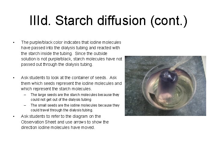 IIId. Starch diffusion (cont. ) • The purple/black color indicates that iodine molecules have
