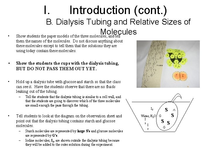 I. • Introduction (cont. ) B. Dialysis Tubing and Relative Sizes of Molecules Show