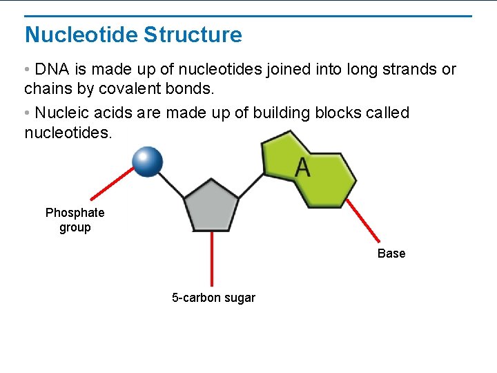 Nucleotide Structure • DNA is made up of nucleotides joined into long strands or