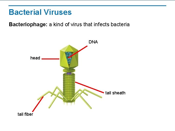 Bacterial Viruses Bacteriophage: a kind of virus that infects bacteria DNA head tail sheath
