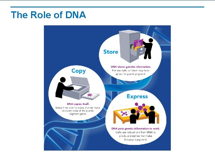 The Role of DNA 