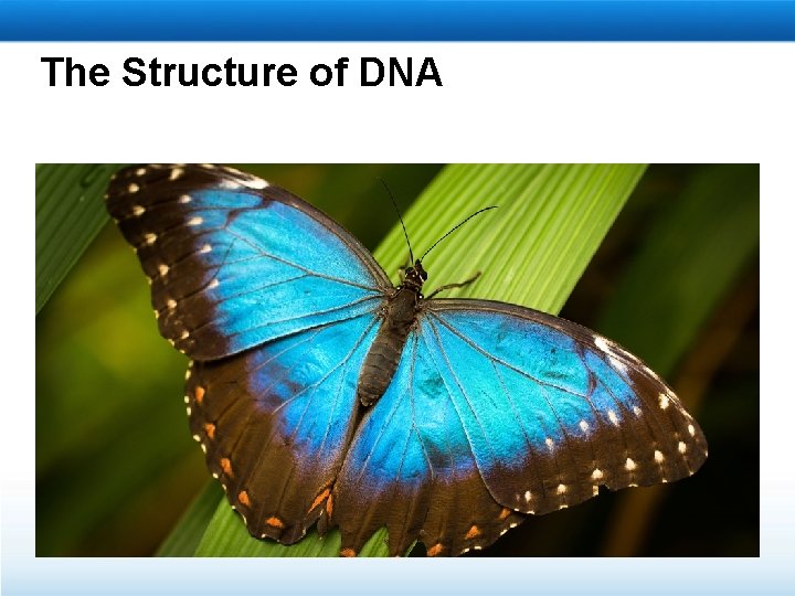 The Structure of DNA 