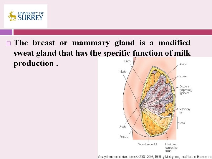  The breast or mammary gland is a modified sweat gland that has the