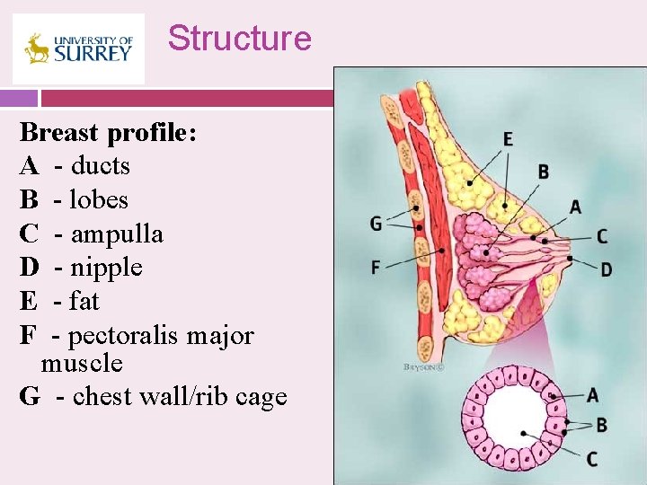 Structure Breast profile: A - ducts B - lobes C - ampulla D -