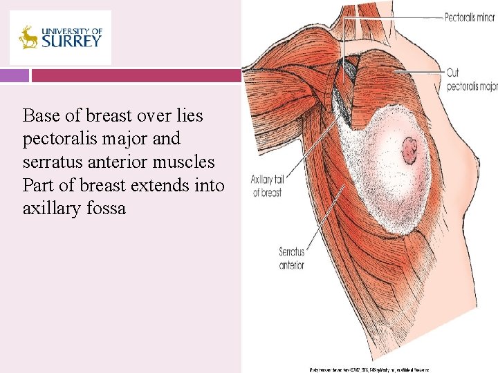 Base of breast over lies pectoralis major and serratus anterior muscles Part of breast