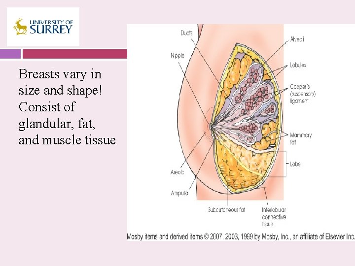 Mammography is the radiographic examination of the breast