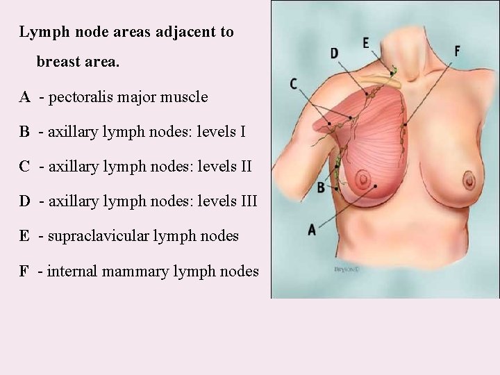 Lymph node areas adjacent to breast area. A - pectoralis major muscle B -