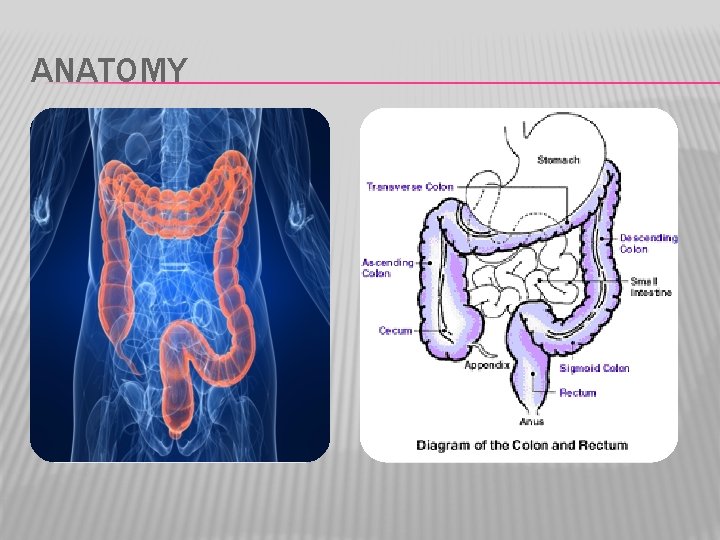 ANATOMY 