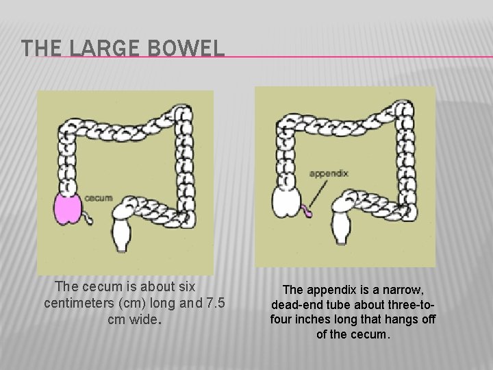 THE LARGE BOWEL The cecum is about six centimeters (cm) long and 7. 5