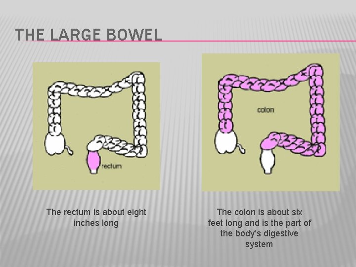 THE LARGE BOWEL The rectum is about eight inches long The colon is about
