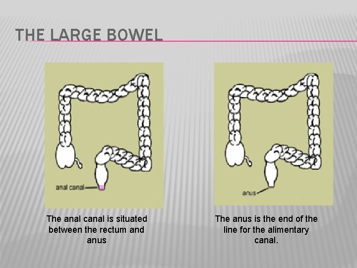 THE LARGE BOWEL The anal canal is situated between the rectum and anus The